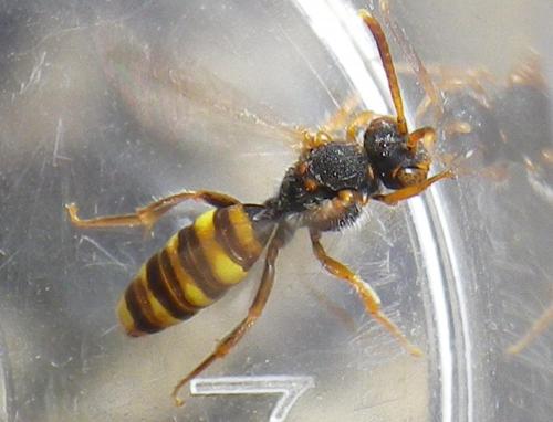 Réf. 253 083 : Nomada zonata